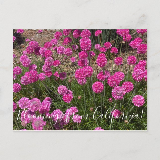 Bloomings from California: Sea Pink Postcard (Front)