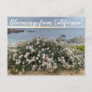 Bloomings from California: Seacliff Buckwheat Post Postcard
