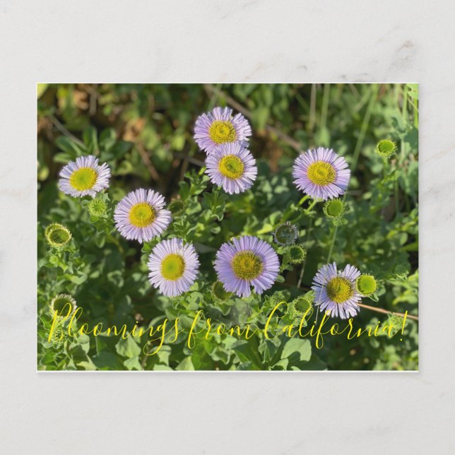 Bloomings from California: Seaside Daisies Postcard (Front)