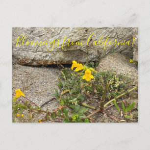 Bloomings from California: Seep Monkey Flower Postcard