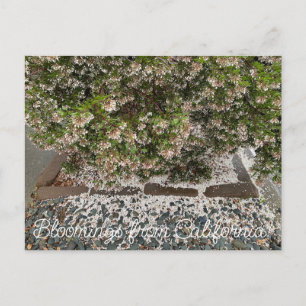 Bloomings from California: Sentinel Manzanita Postcard