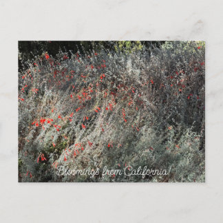 Bloomings from California: September Fuchsia Postcard