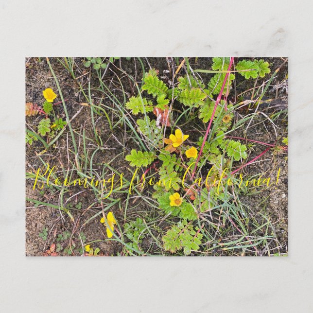 Bloomings from California: Silverweed Postcard (Front)