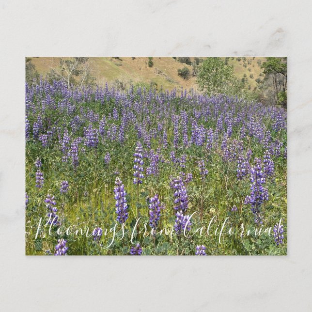 Bloomings from California: Sky Lupines Postcard (Front)