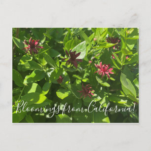 Bloomings from California: Spice Bush Postcard