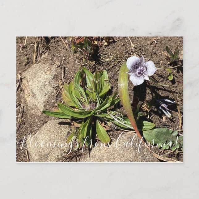 Bloomings from California: Tolmie’s Star Tulip Postcard (Front)