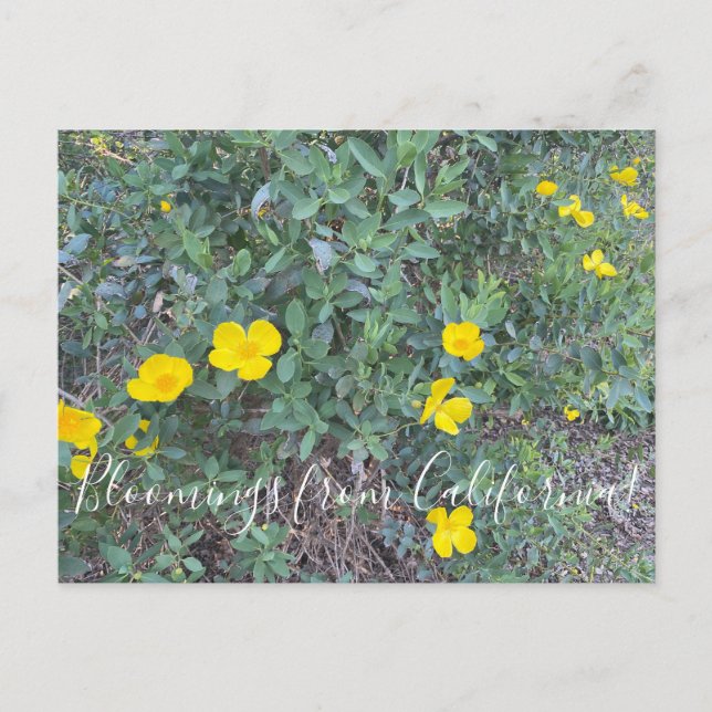 Bloomings from California: Tree Poppy Postcard (Front)