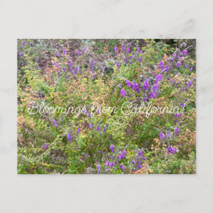 Bloomings from California: Trichostema lanatum Postcard