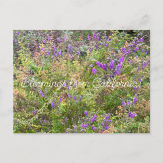 Bloomings from California: Trichostema lanatum Postcard