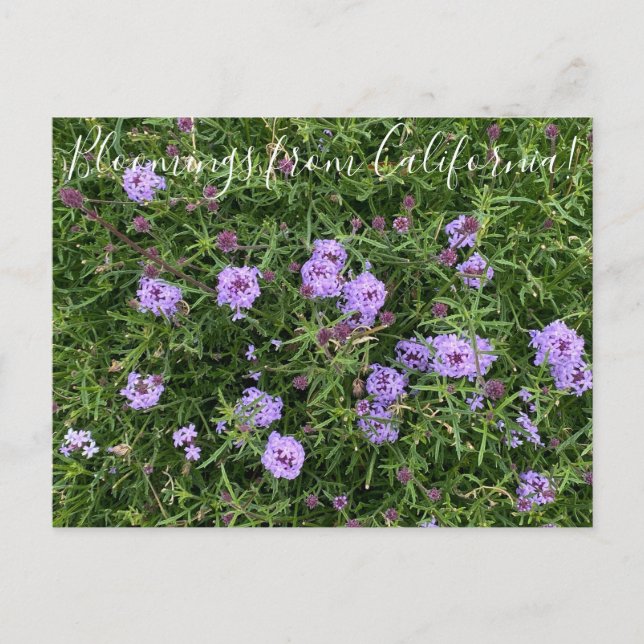 Bloomings from California: Verbena lilacina Postcard (Front)