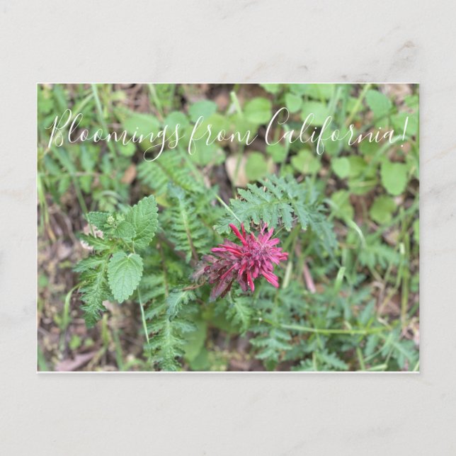 Bloomings from California: Warrior's Plume Postcard (Front)