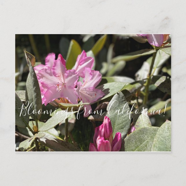 Bloomings from California: Western Azalea Postcard (Front)