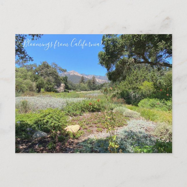 Bloomings from California: Western Columbine Postcard (Front)