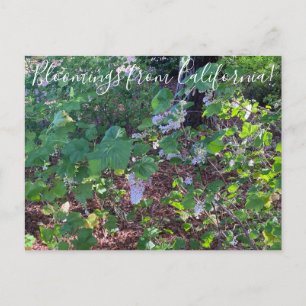 Bloomings from California: White Flowering Currant Postcard