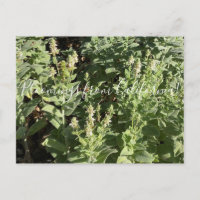 Bloomings from California: White Hedge Nettle