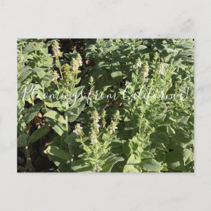 Bloomings from California: White Hedge Nettle Postcard