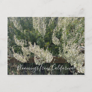Bloomings from California: White Sage Postcard