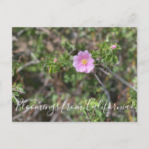Bloomings from California: Wild Rose Postcard