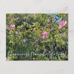 Bloomings from California: Wild Rose Postcard