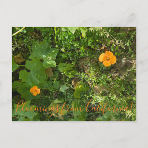 Bloomings from California: Wind Poppies Postcard