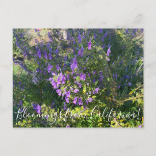 Bloomings from California: Woolly Bluecurls Postca Postcard
