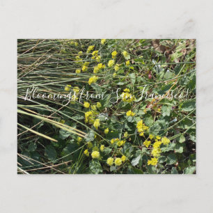 Bloomings from California: Yellow Buckwheat Postca Postcard