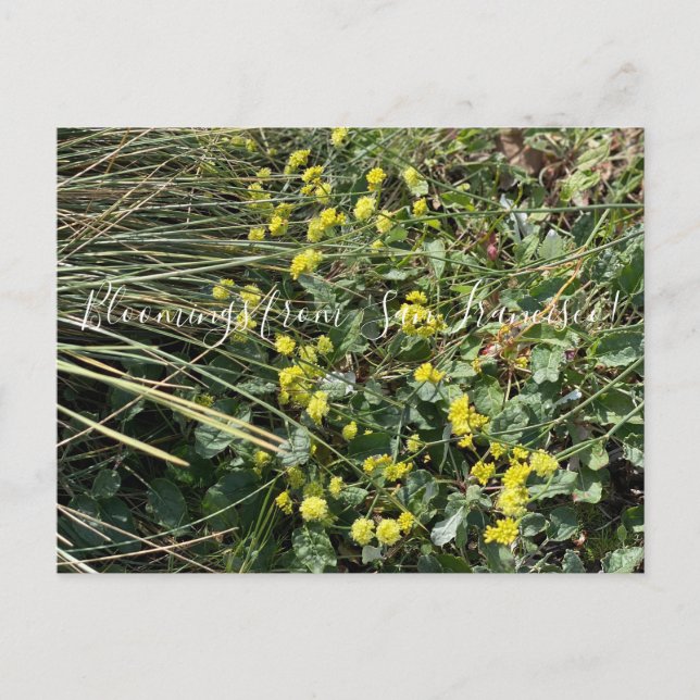 Bloomings from California: Yellow Buckwheat Postca Postcard (Front)