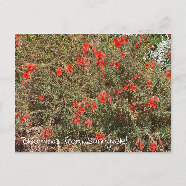 Bloomings from Sunnyvale: California Fuchsia Postcard (Front)