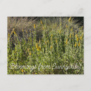 Bloomings from Sunnyvale: California Goldenrod Postcard