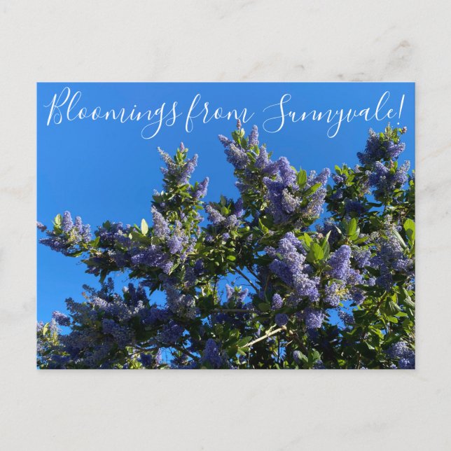 Bloomings from Sunnyvale: Ray Hartman Ceanothus Postcard (Front)
