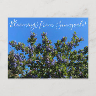 Bloomings from Sunnyvale: Ray Hartman Ceanothus Postcard