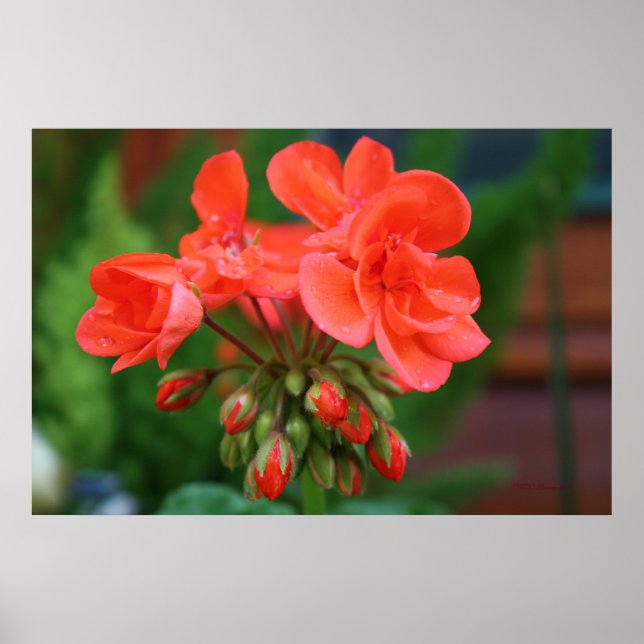 Blooms and Buds Poster (Front)