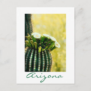 blooms of a Saguaro Postcard
