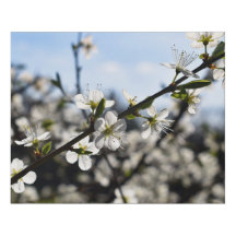Blossom Branch Blue Sky Faux Wrapped Canvas Medium
