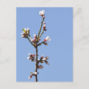 Blossom Branch Postcard