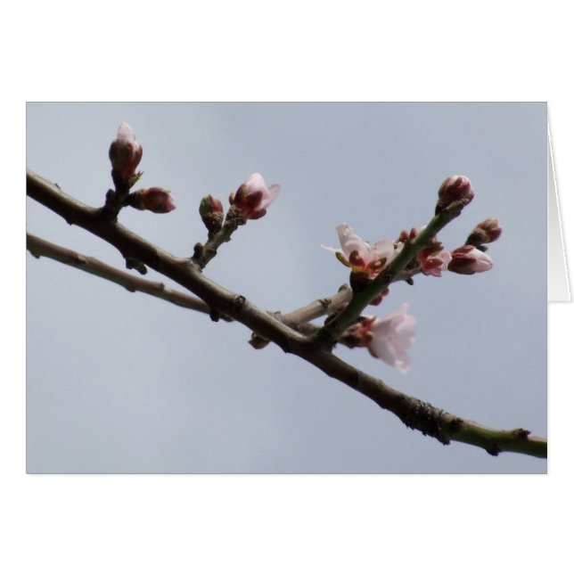 Blossom Card (Front Horizontal)