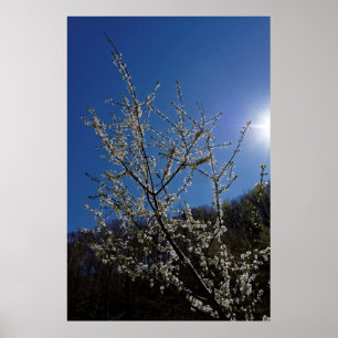 Blossom cherry poster
