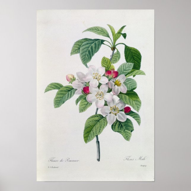 Blossom, from 'Les Choix des Plus Belles Poster (Front)
