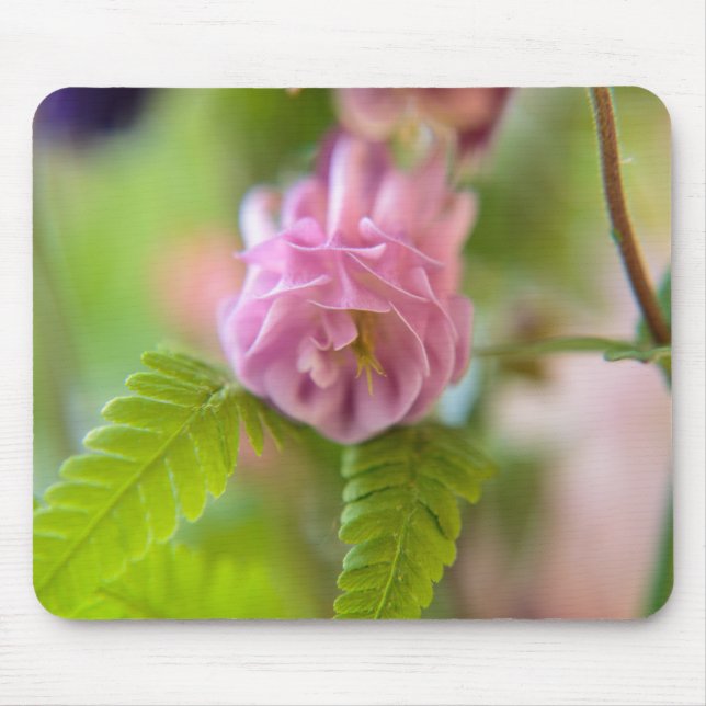 Blossom of a Aquilegia Mouse Mat (Front)