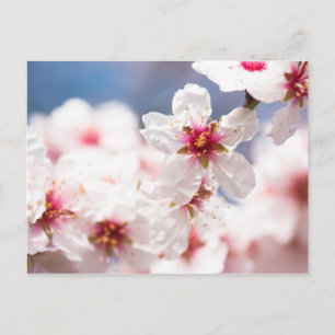 Blossom of the almond tree postcard