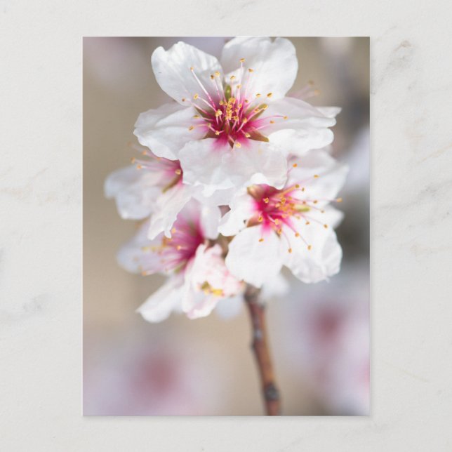 Blossom of the almond tree postcard (Front)