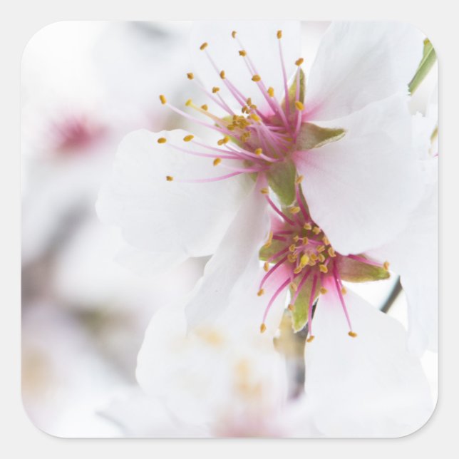Blossom of the almond tree square sticker (Front)