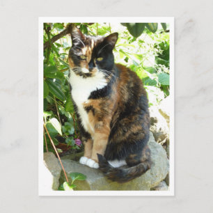 Blossom Postcard