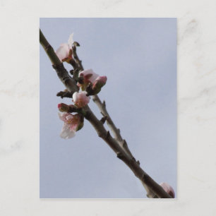 Blossom Postcard