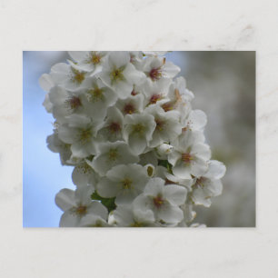 Blossom  postcard