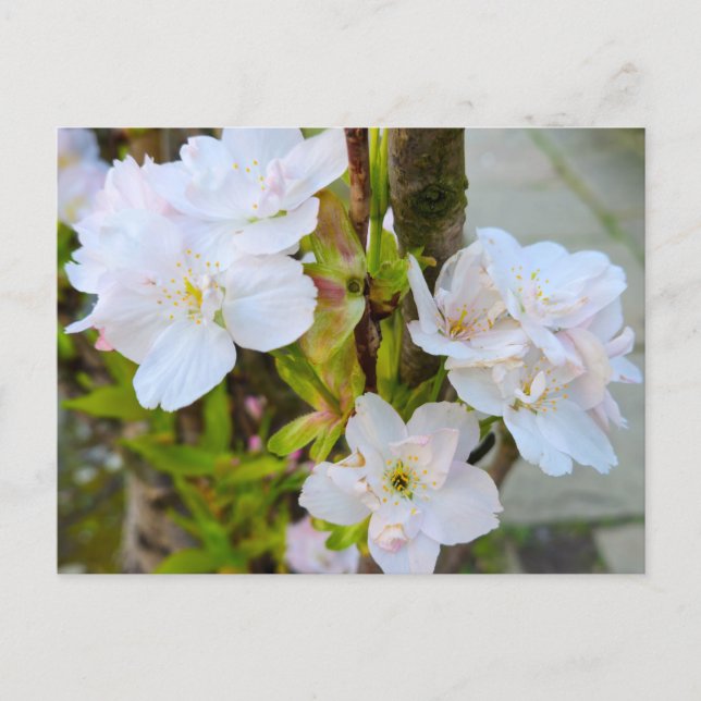 Blossom  postcard (Front)