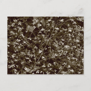 Blossom Postcard