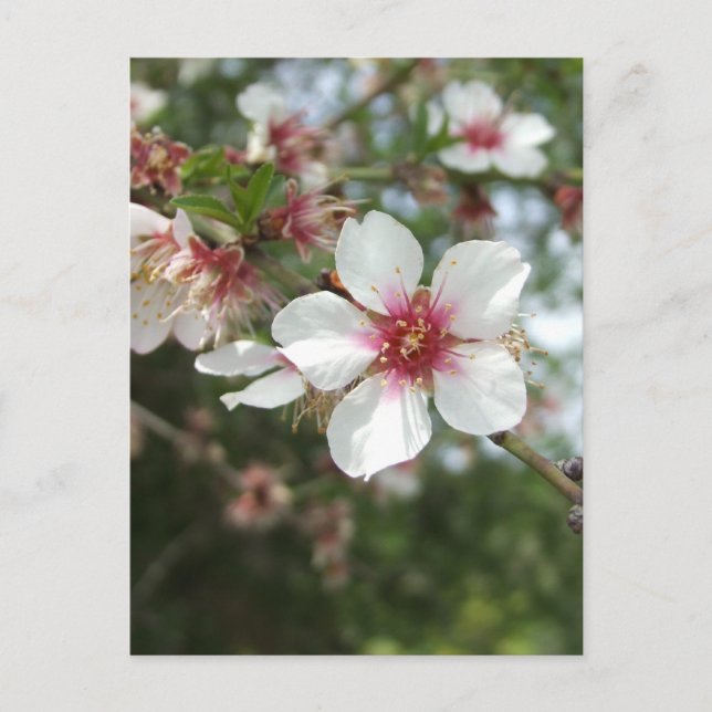 Blossom Postcard (Front)