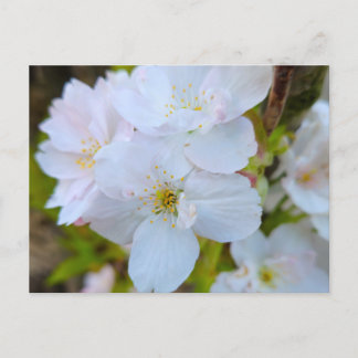 Blossom  postcard
