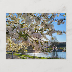 Blossom postcard